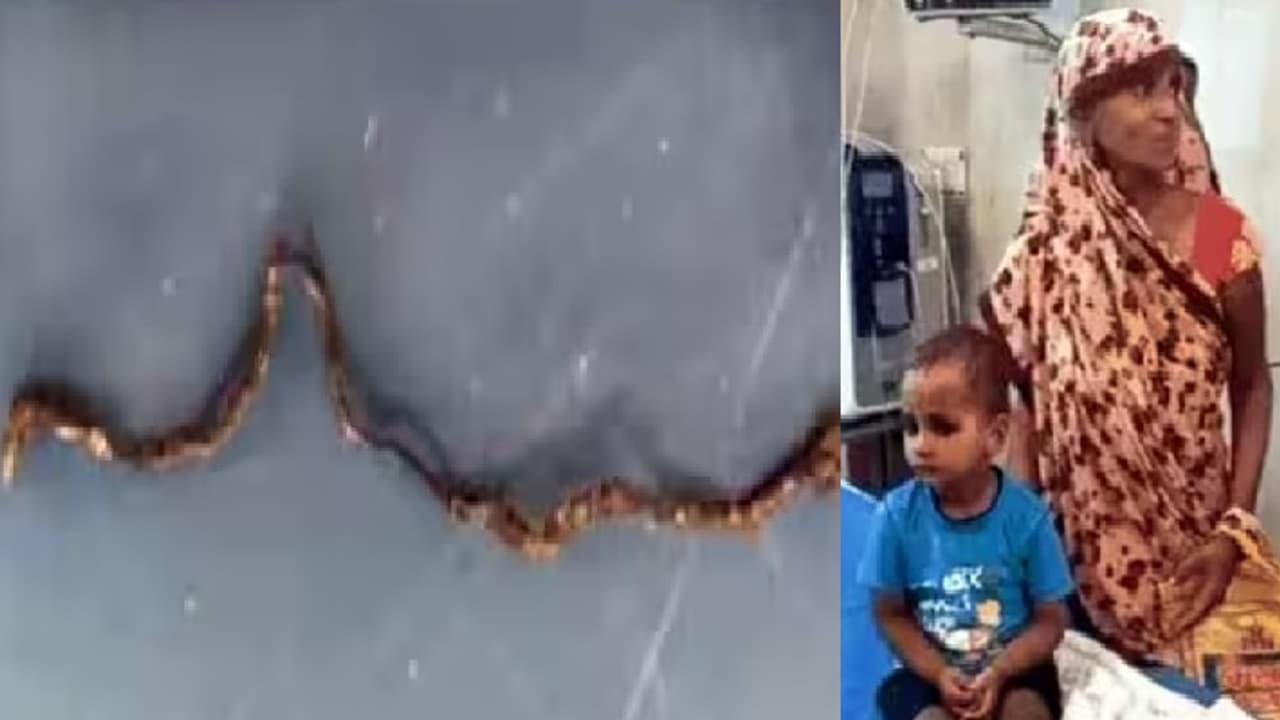 Farrukhabad news Three year old child chewed snake and killed it Farrukhabad news Three year old child chewed snake and killed it