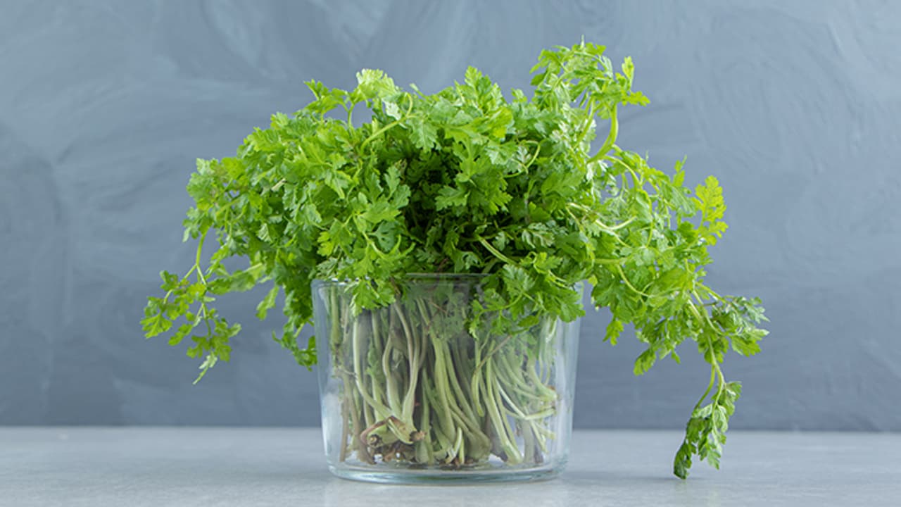 Coriander At Home