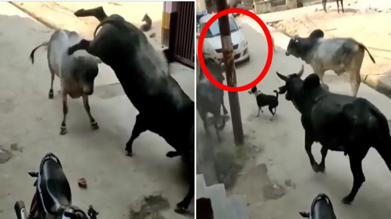 sandon ki ladai sandon ki ladai