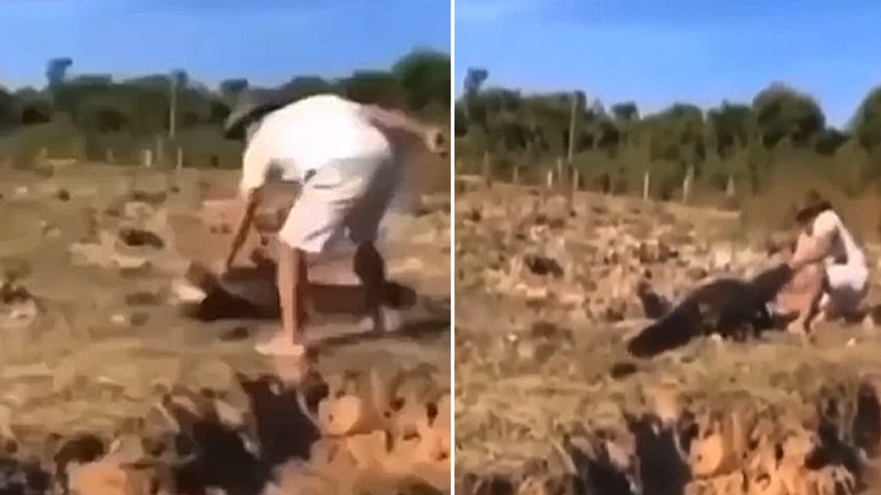 messing up with aligator goes wrong