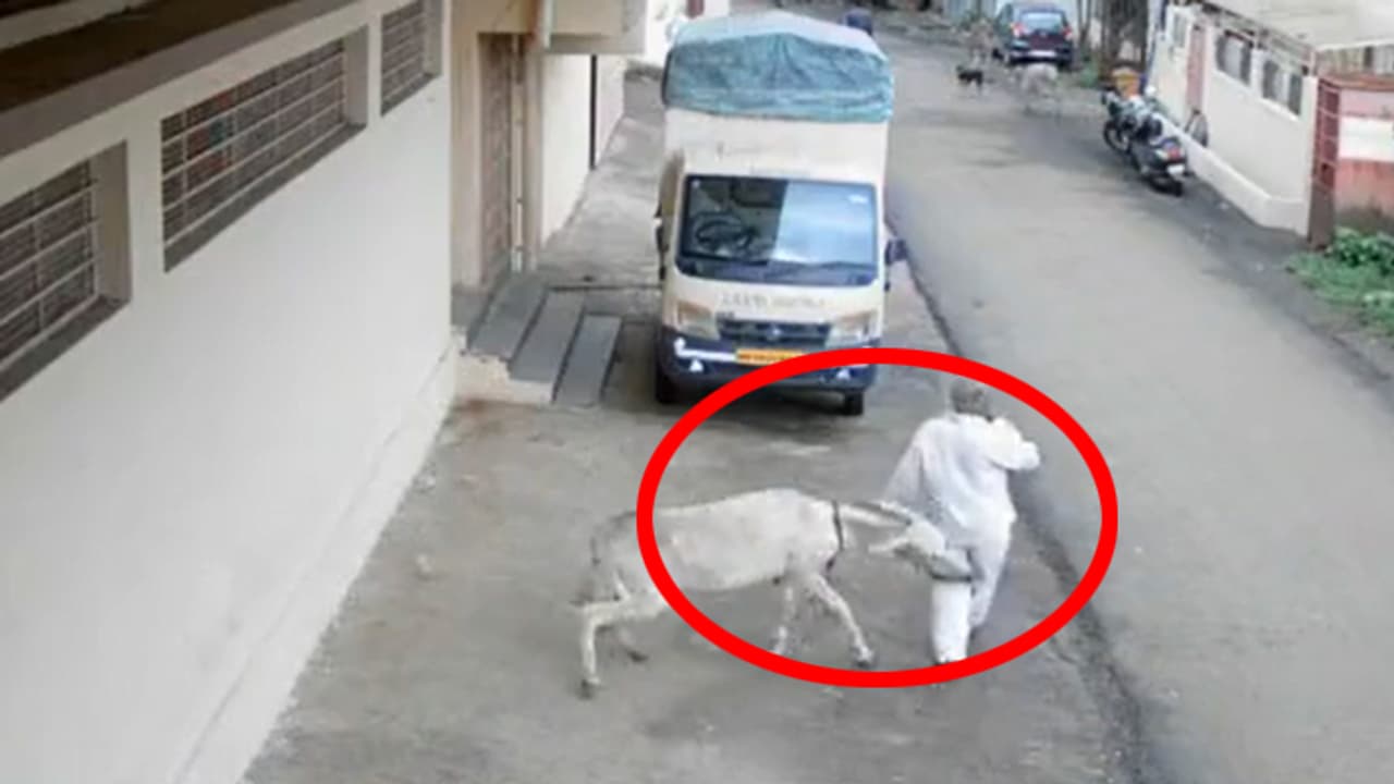 donkey bites old man donkey bites old man