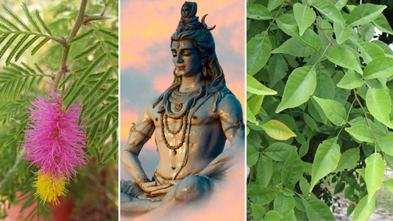 5 plants Must plant in your garden in sawan 5 plants Must plant in your garden in sawan