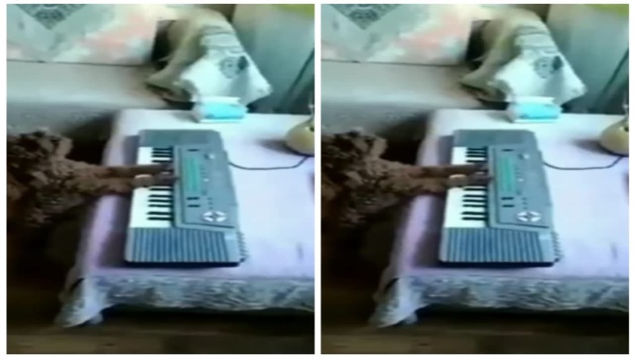 viral dog video viral dog video