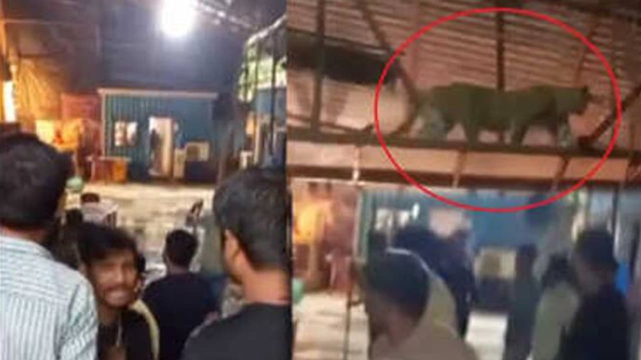 leopard enters in TV show shooting set leopard enters in TV show shooting set