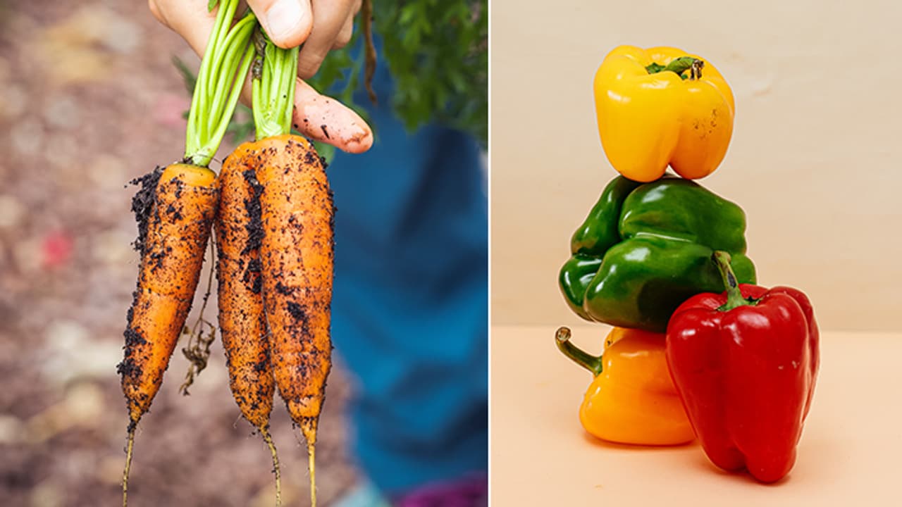 Vegetables Grow In Your Terrace Vegetables Grow In Your Terrace