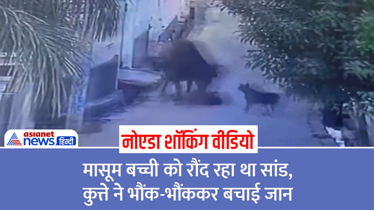 Noida shocking video Bull attack on school girl dog saved her life
