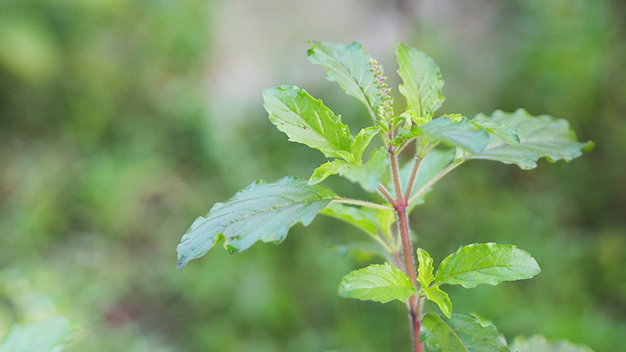 tulsi pujan diwas 2023 tulsi pujan diwas 2023