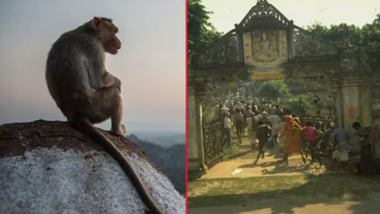 Black Monkey Black Monkey