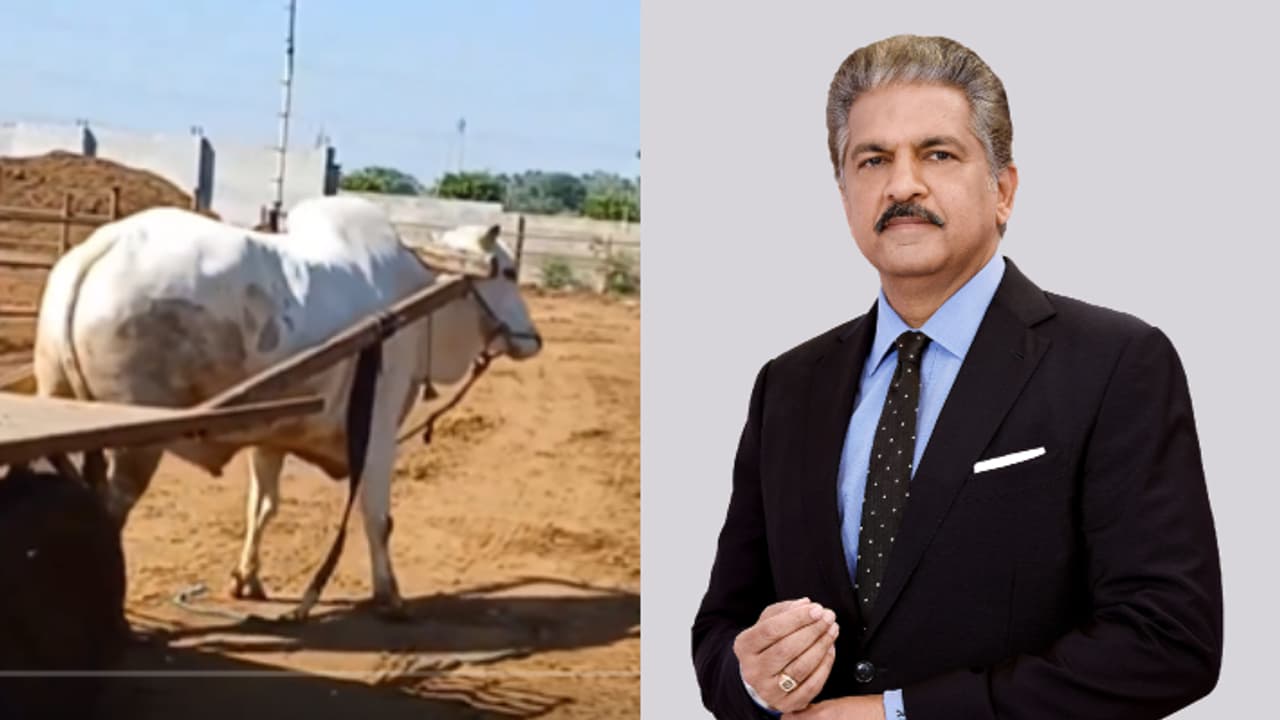anand mahindra