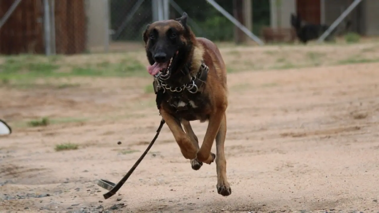 Dog Attack