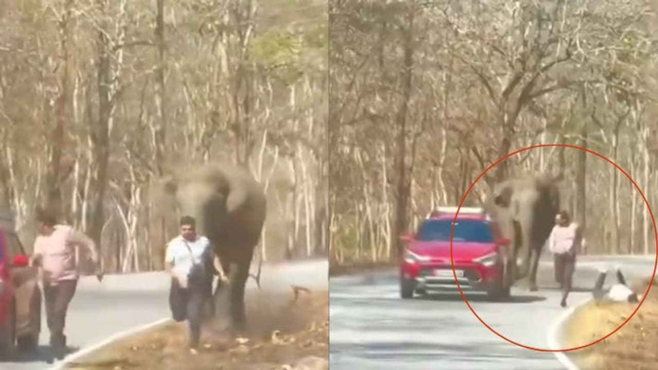 Elephant Attack On Two Men