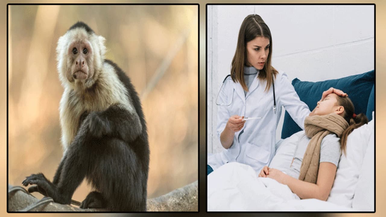 monkey fever monkey fever