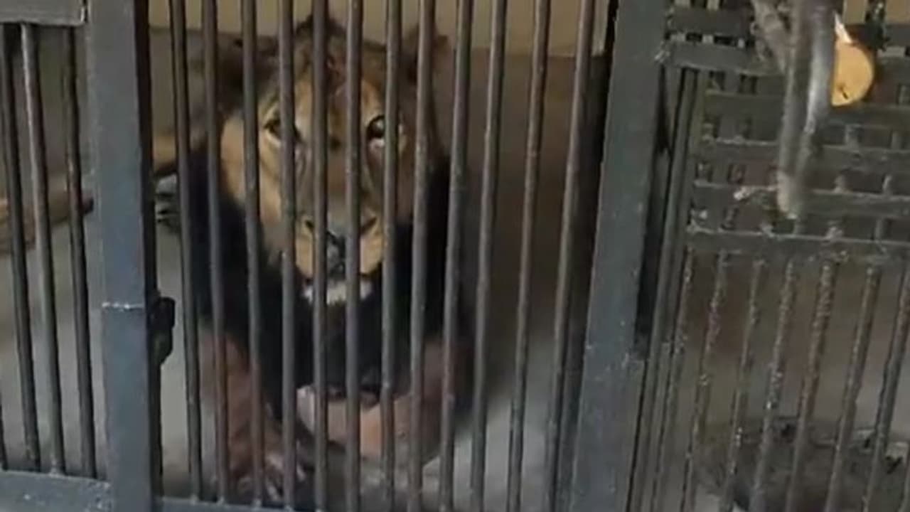 A man from Alwar Rajasthan Jumped in Lion Enclosure