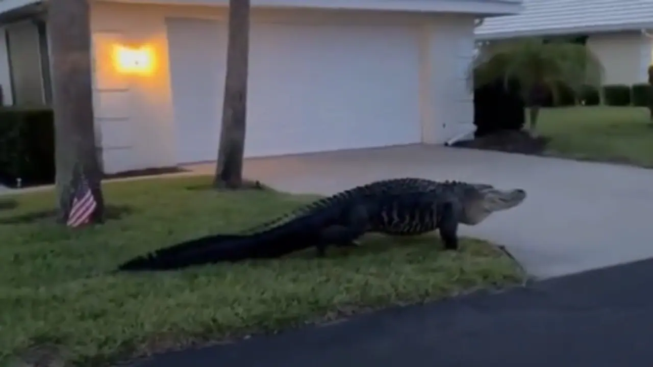 US ALIGATOR US ALIGATOR