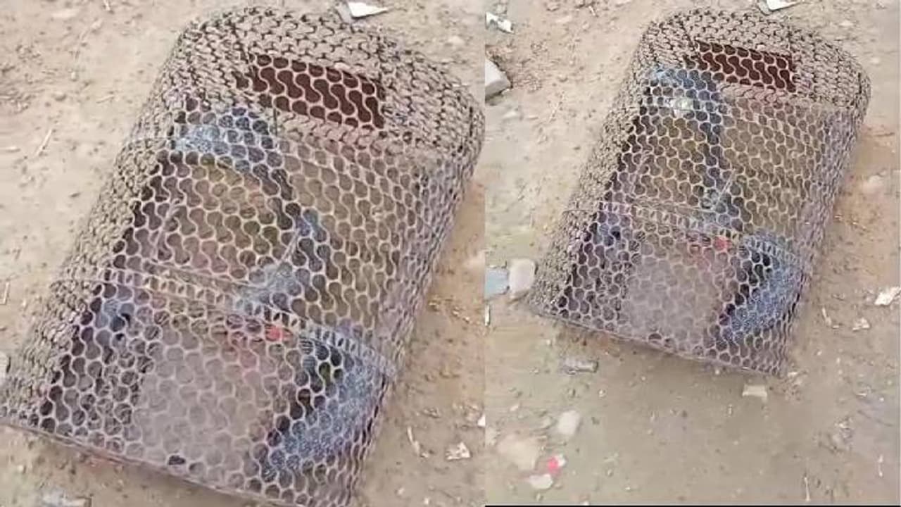 black cobra snake black cobra snake