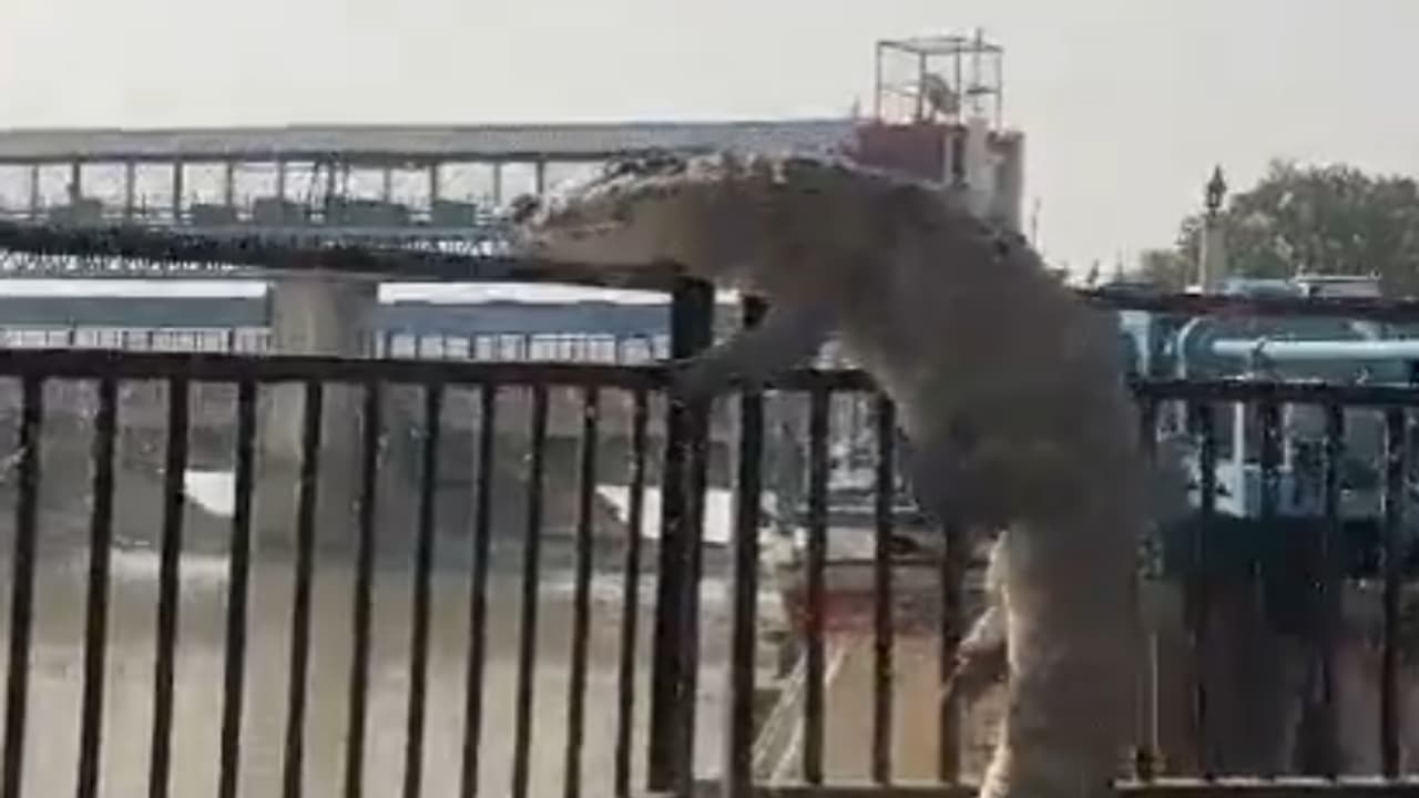 UP Bulandshahr Crocodile UP Bulandshahr Crocodile