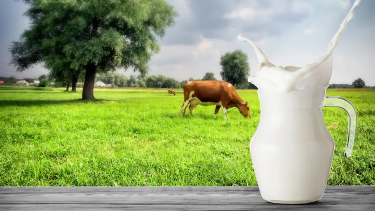 Mother Dairy1 Mother Dairy1