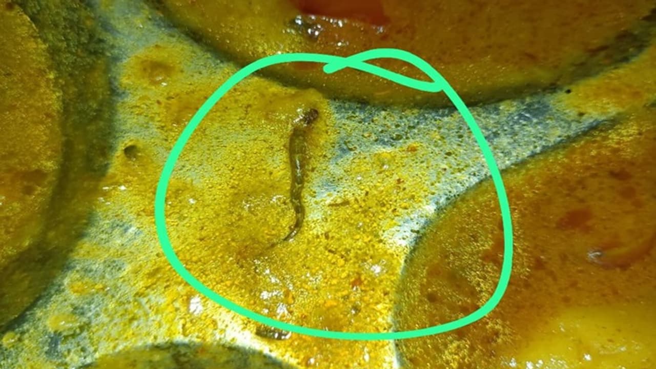 Snake in food Snake in food