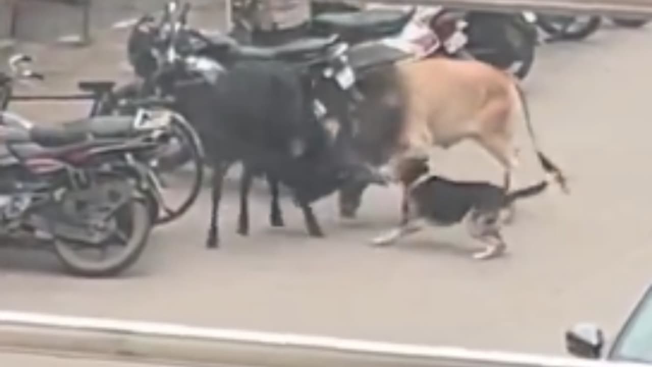 Animal war Animal war