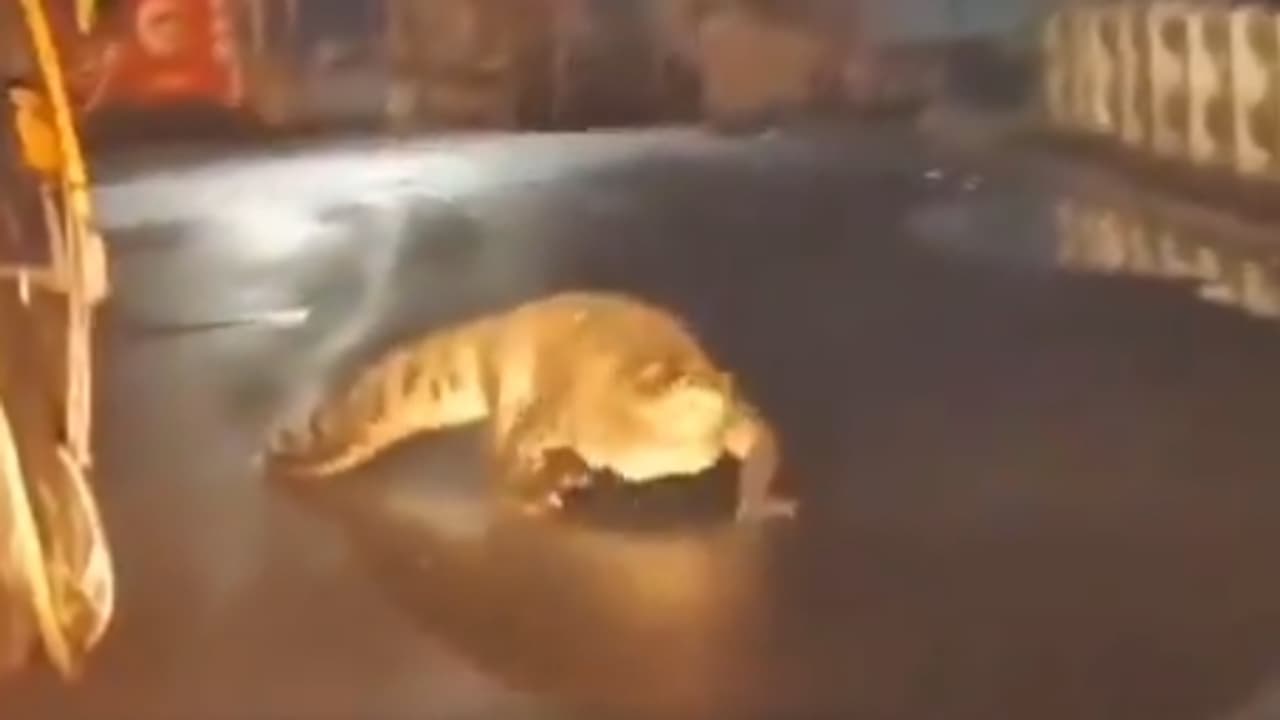 Crocodile Walking Crocodile Walking