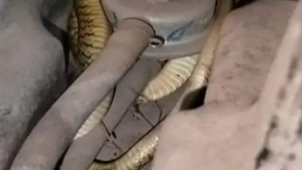 snake in scooty snake in scooty