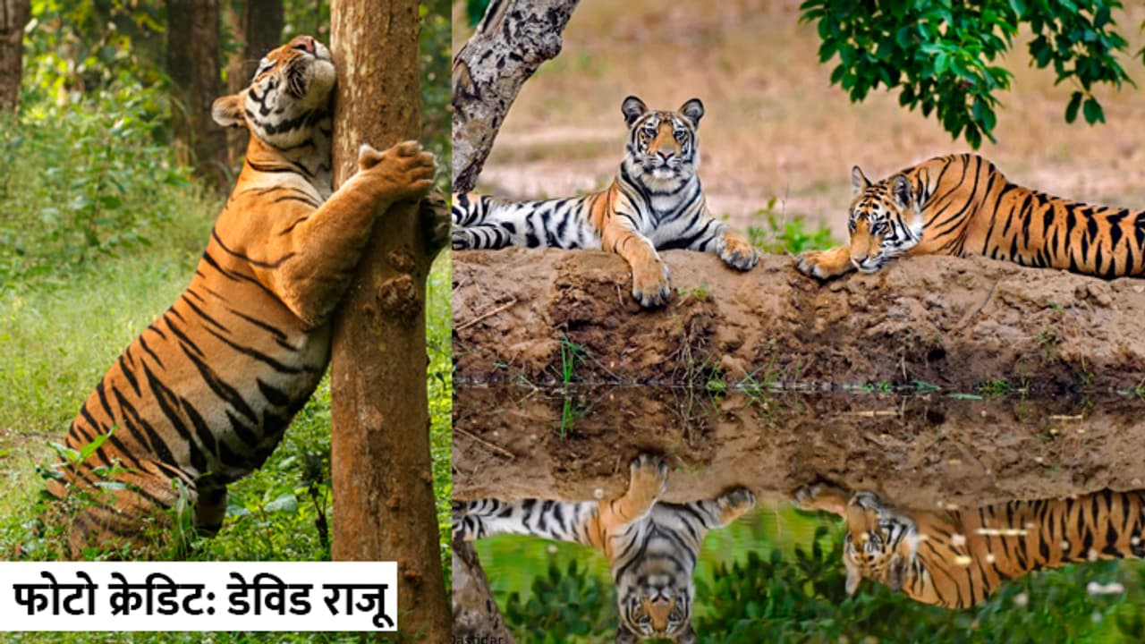 Madhya Pradesh tiger state Madhya Pradesh tiger state