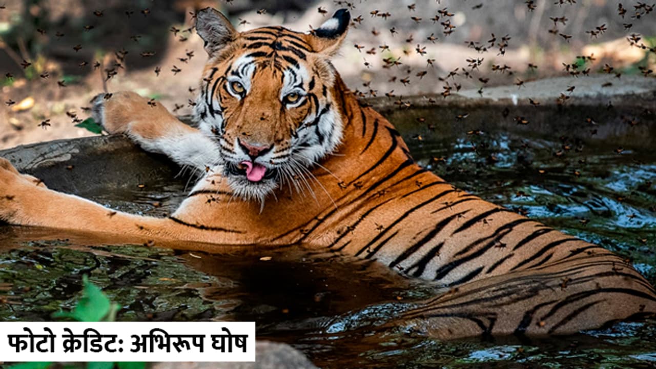 International Tiger Day 2024 Madhya Pradesh tiger state International Tiger Day 2024 Madhya Pradesh tiger state