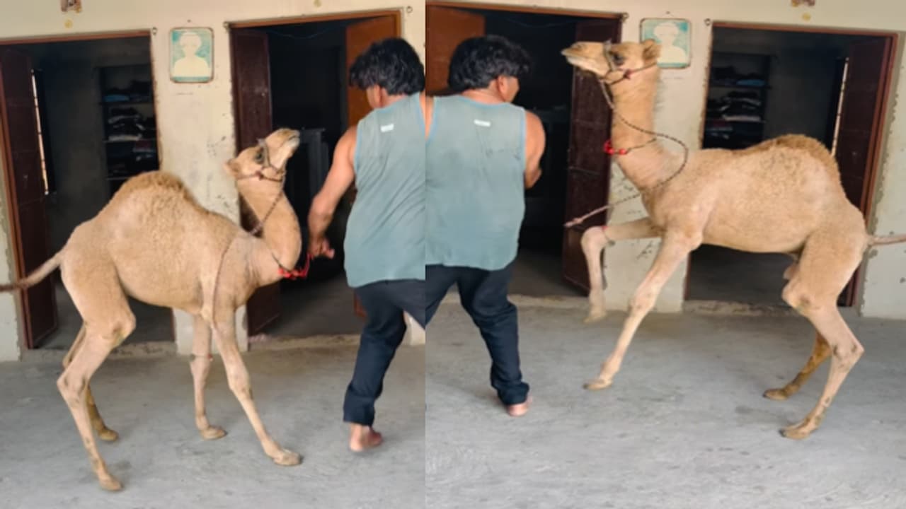 Viral Video Viral Video