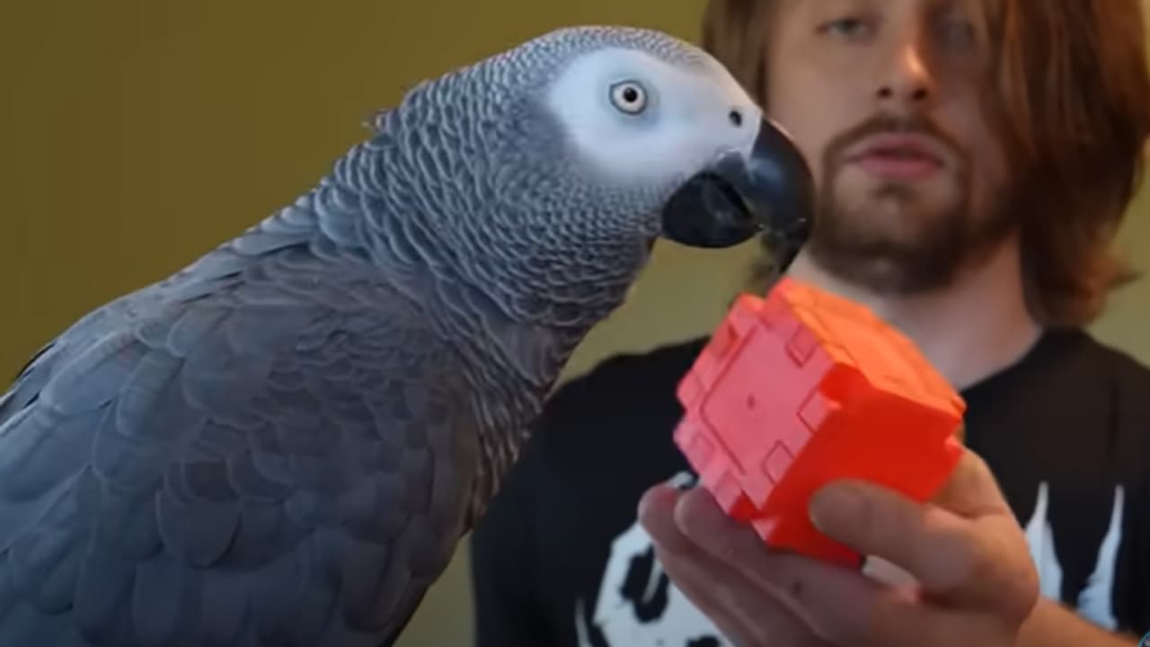 apollo african grey parrot apollo african grey parrot