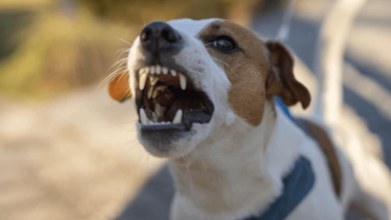 Dog killed girl Dog killed girl