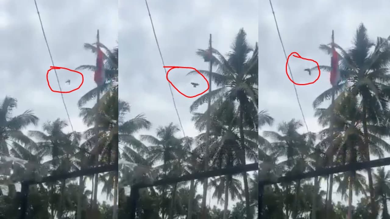 bird hoists flag bird hoists flag