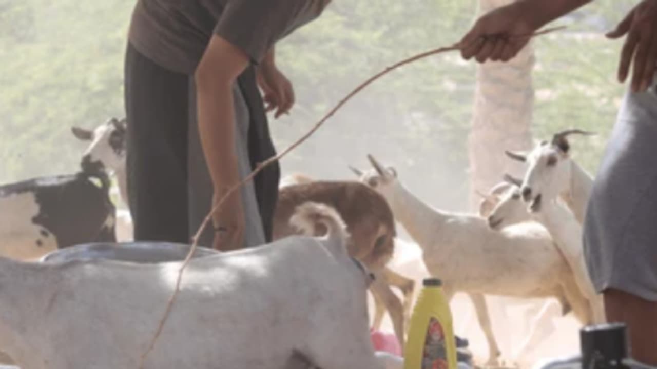 death of goats death of goats