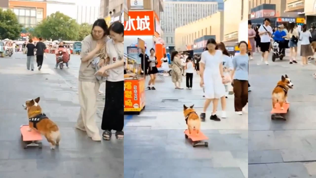 skateboard skateboard