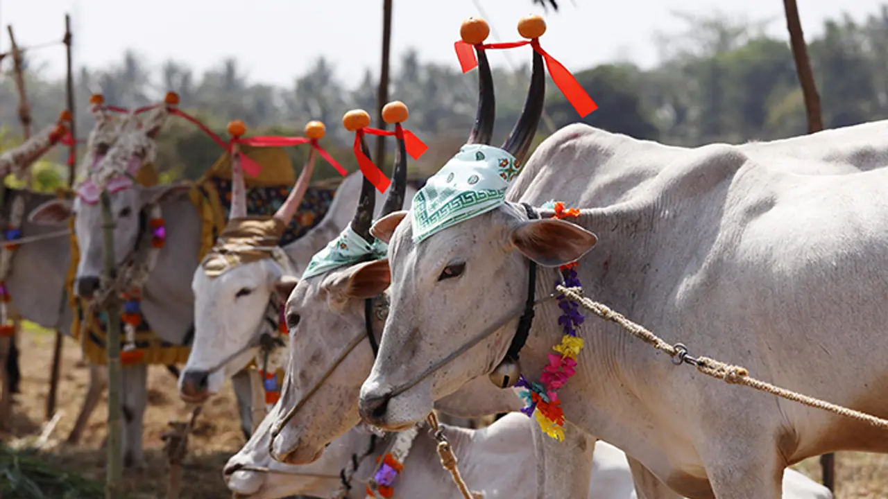 bail pola 2024 bail pola 2024