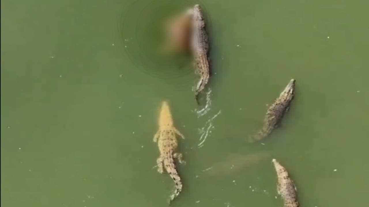Crocodiles in Varodara Crocodiles in Varodara