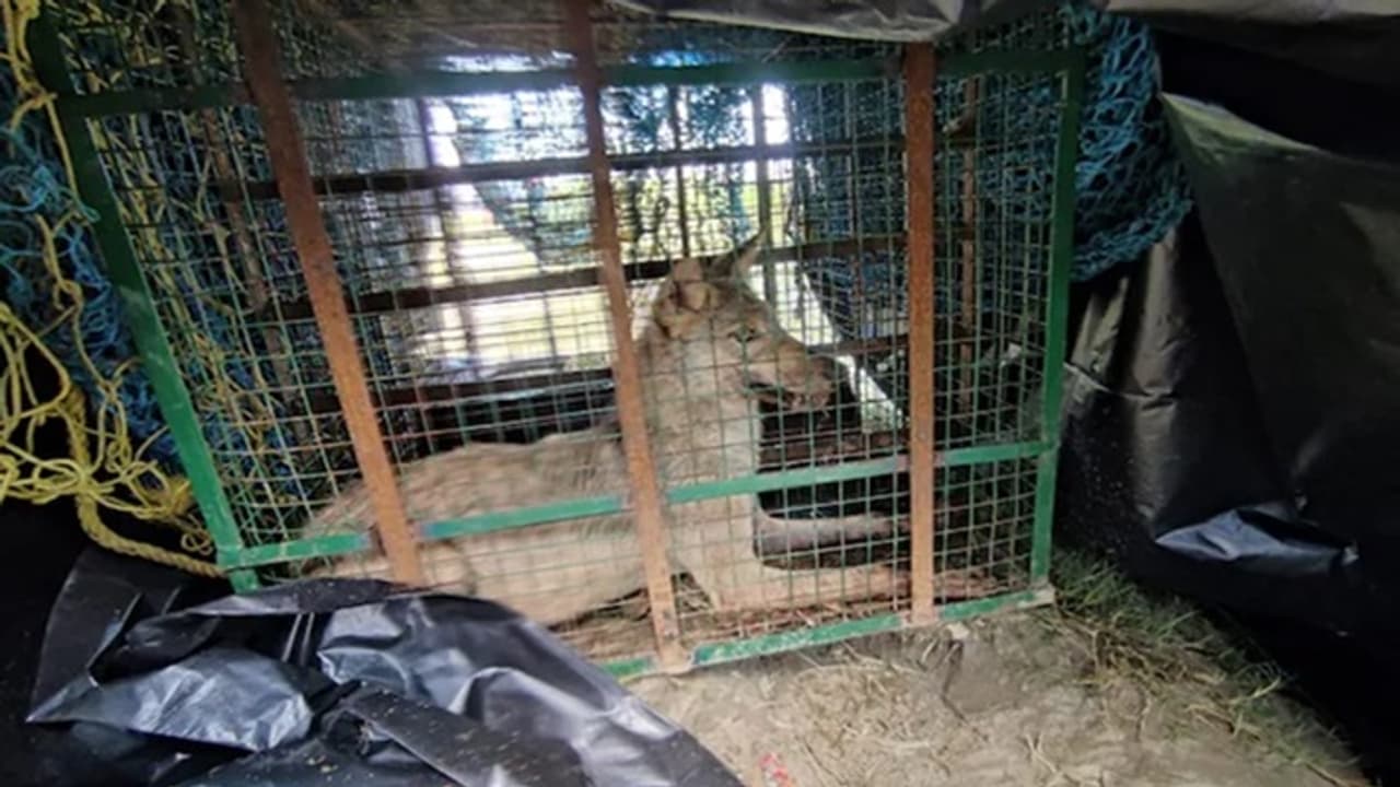 Operation Bhediya Operation Bhediya