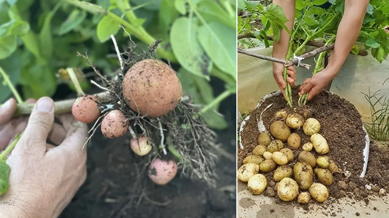 Grow Potatoes In Bucket 10 Step Guide