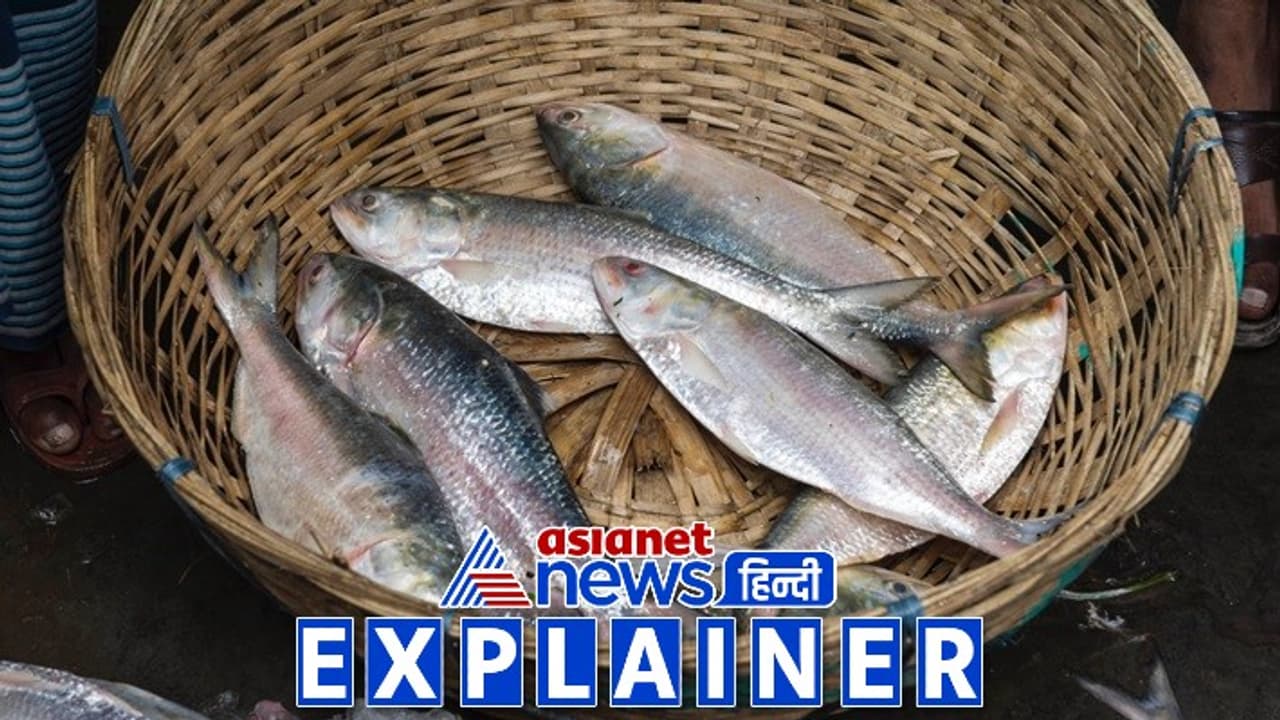 hilsa fish hilsa fish