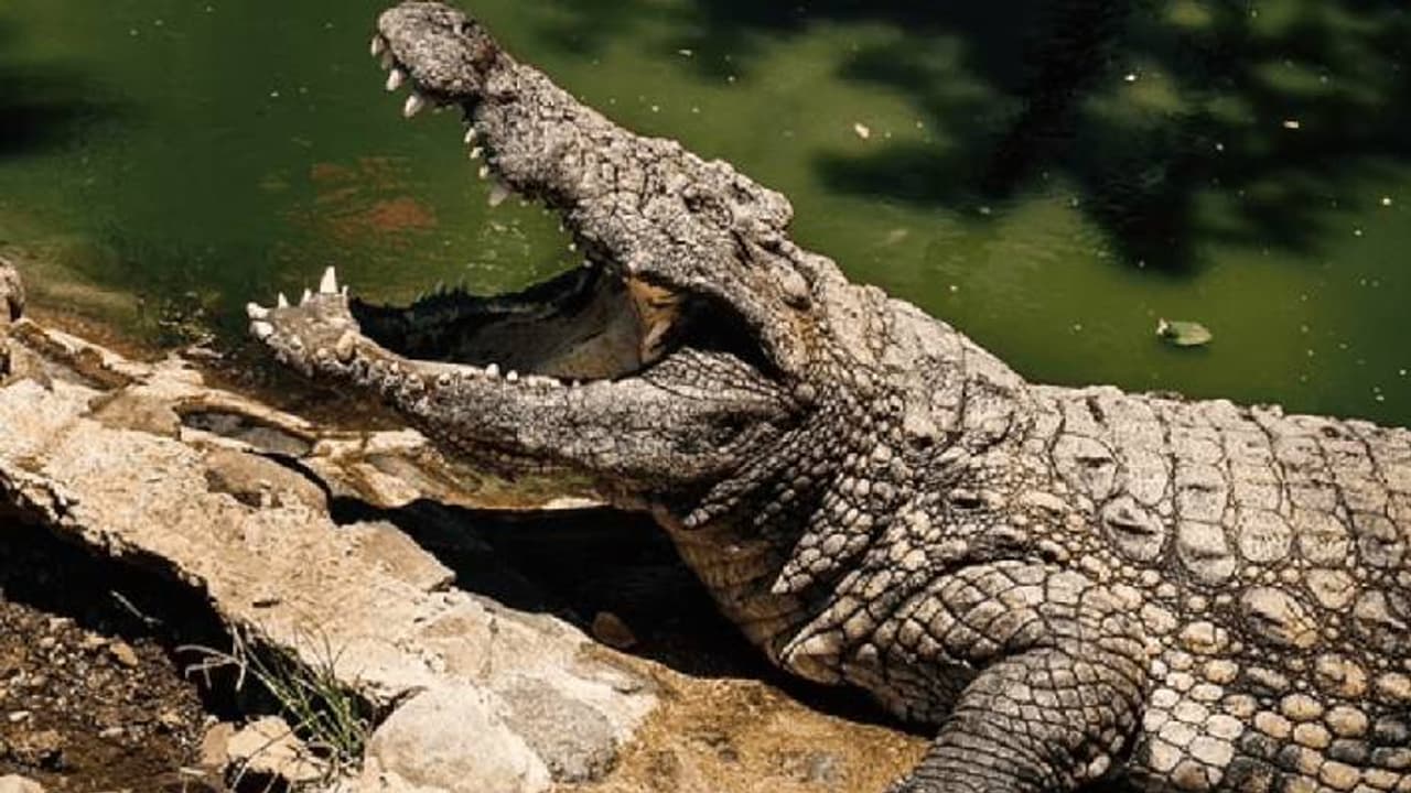Crocodile Crocodile