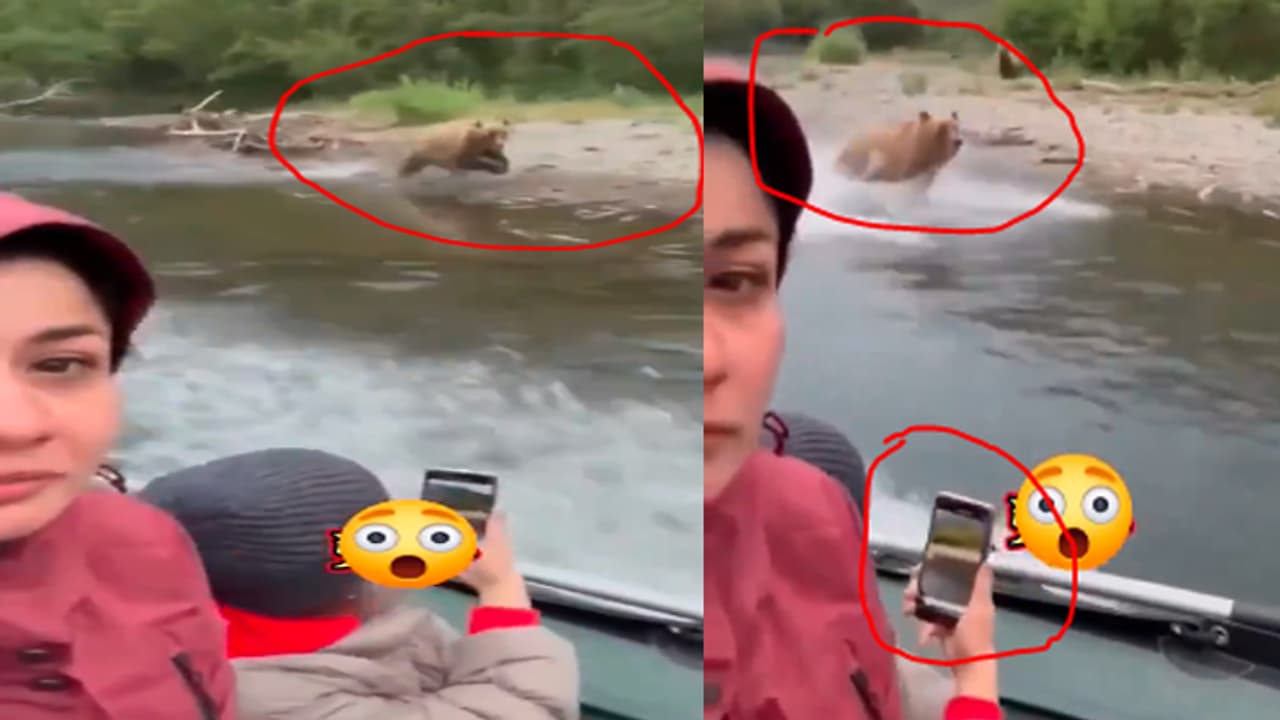 bear predator bear predator