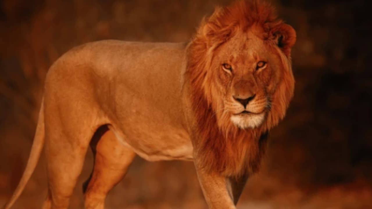 LION VIDEO LION VIDEO