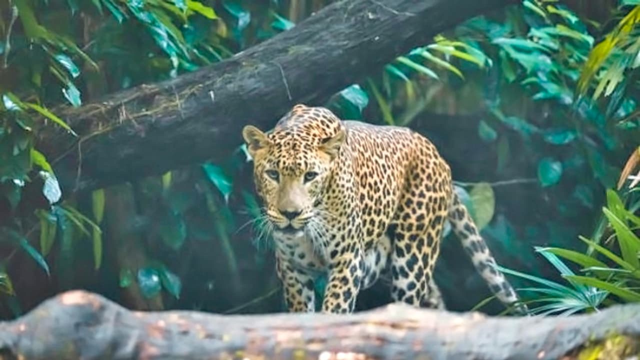 Panther attack in Rajasthan Panther attack in Rajasthan