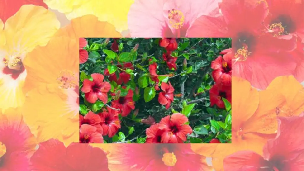 try these free hack to boost hibiscus flowers with kitchen ingredients