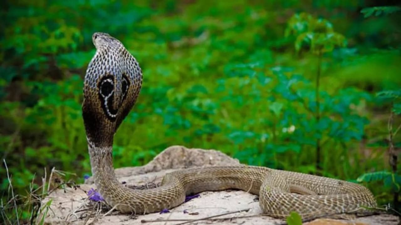 korba incident snake burnt along with man after snakebite in chhattisgarh korba incident snake burnt along with man after snakebite in chhattisgarh