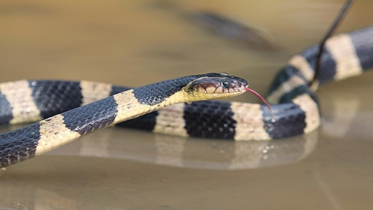 krait snake