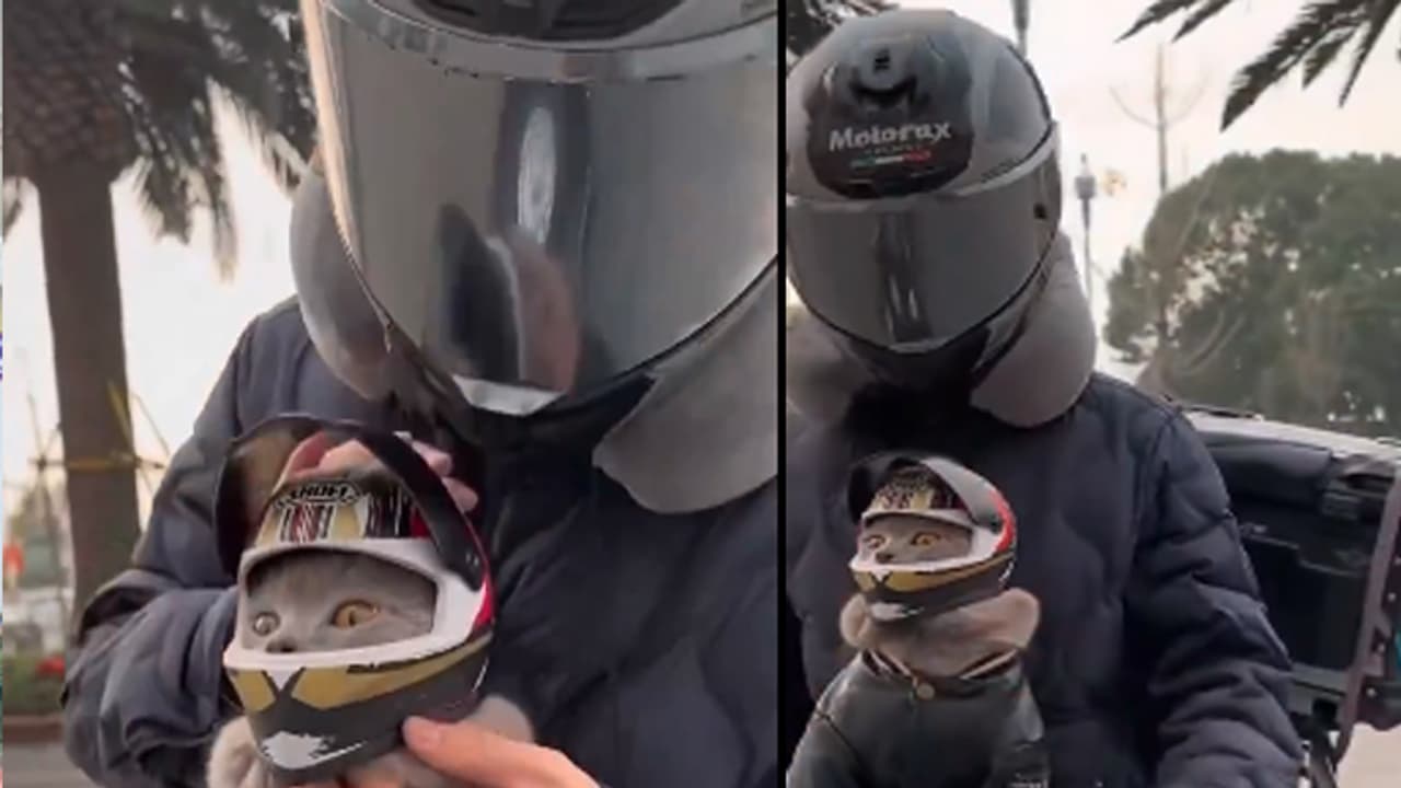 cute cat wears helmet cute cat wears helmet