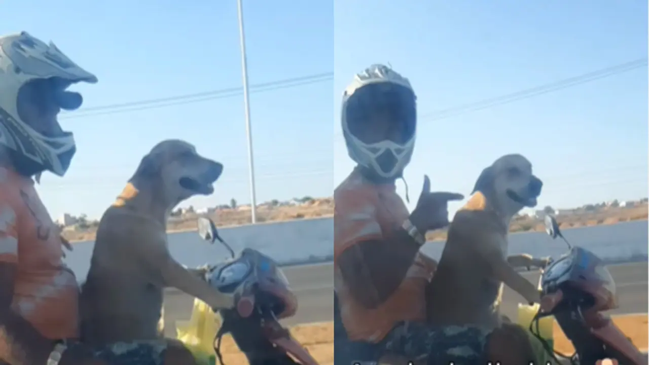 dog riding bike dog riding bike