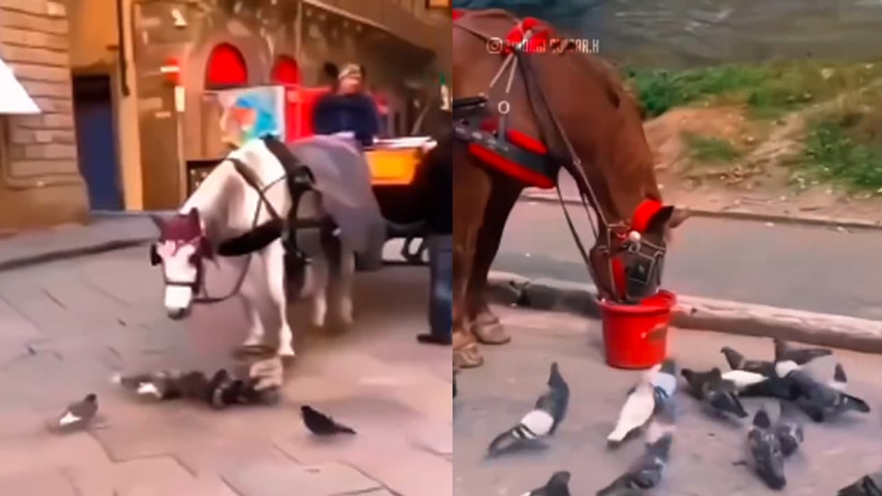 horse kindness viral video horse kindness viral video