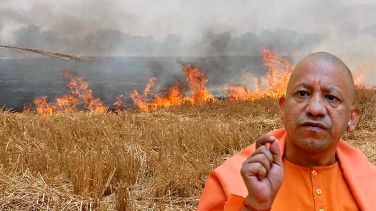 Yogi Adityanath govt achieves 46 percent reduction in stubble burning in UP Yogi Adityanath govt achieves 46 percent reduction in stubble burning in UP