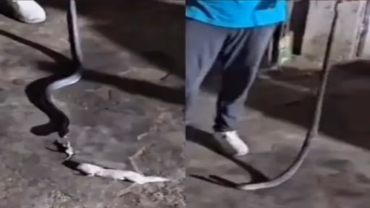 alwar hotel kitchen se mila kobra alwar hotel kitchen se mila kobra